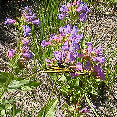 Papilio rutulus western tiger swallowtail on purple flowers, Gold Creek Valley near Snoqualmie Pass, Washington