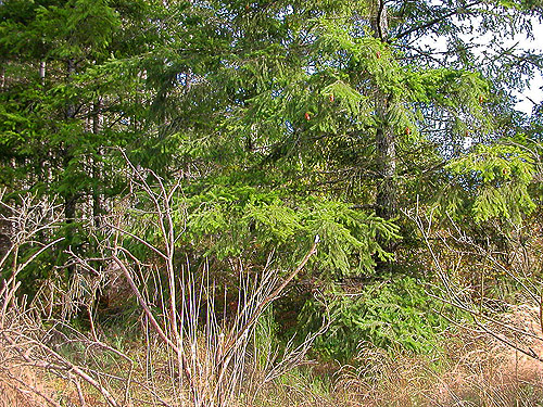 conifer branches with spiders, Johns Lake Road at Highway 101 near Shelton, Washington