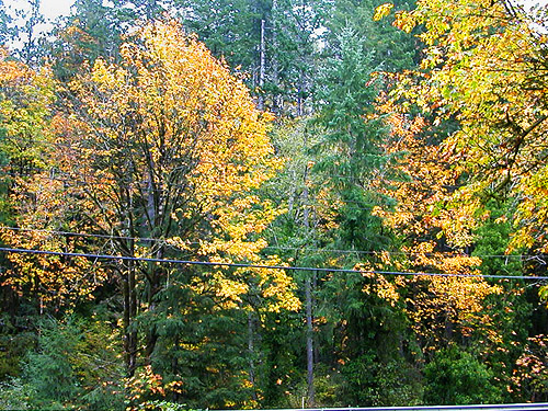 fall color of bigleaf maple trees, Goldsborough Creek at Railroad Avenue, Shelton, Washington