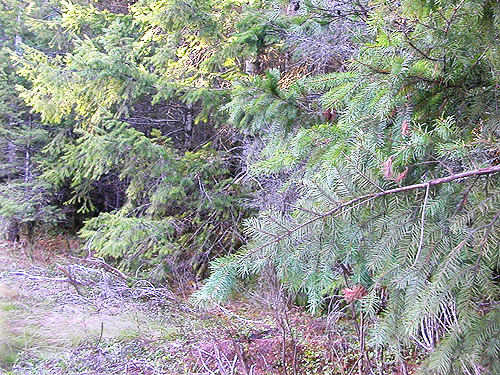 roadside Douglas-fir and pine branches, spider site on Dayton Airport Road near Shelton, Washington