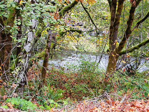 the creek, Goldsborough Creek at Railroad Avenue, Shelton, Washington