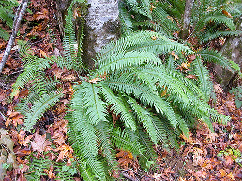 sword fern Pterostichum munitum, Goldsborough Creek at Railroad Avenue, Shelton, Washington
