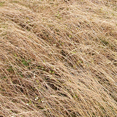 roadside grass, Johns Lake Road at Highway 101 near Shelton, Washington