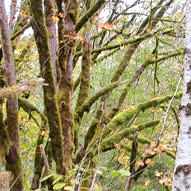 moss on bigleaf maple, Goldsborough Creek at Railroad Avenue, Shelton, Washington