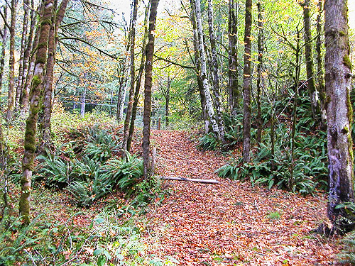 path into woods, Goldsborough Creek at Railroad Avenue, Shelton, Washington