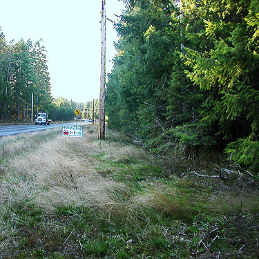 roadside with lots of low tree foliage, spider site on Dayton Airport Road near Shelton, Washington