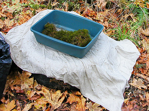 siftong moss on discarded truck tire, Goldsborough Creek at Railroad Avenue, Shelton, Washington