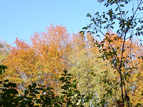 fall color in sun, Goldsborough Creek at Railroad Avenue, Shelton, Washington
