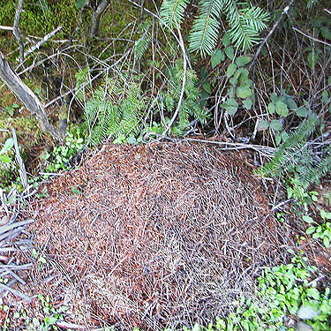 thatching ant mound, Formica obscuripes, spider site on Dayton Airport Road near Shelton, Washington