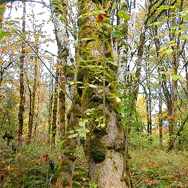 maple trunk, Goldsborough Creek at Railroad Avenue, Shelton, Washington