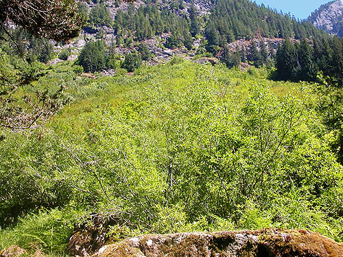 talus meadow along trail, Gold Creek Valley near Snoqualmie Pass, Washington
