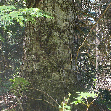 true fir trunk Abies sp. at meadow edge, Gold Creek Valley near Snoqualmie Pass, Washington