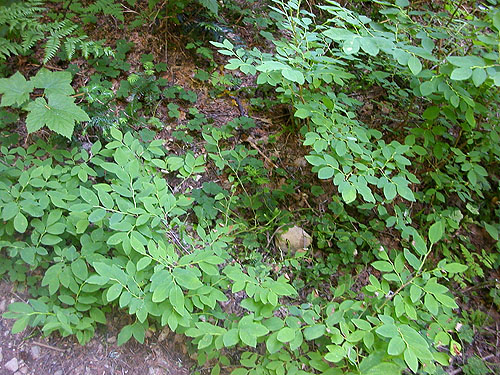 understory shrubs and herbs, Gold Creek Valley near Snoqualmie Pass, Washington