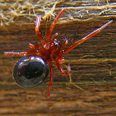 female linyphiid spider Walckenaeria auranticeps on trail bridge, Gold Creek Trail, Green Mountain, Kitsap County, Washington
