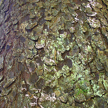 spruce bark texture, Green Bank Park, West Fork Hoquiam River, Grays Harbor County, Washington