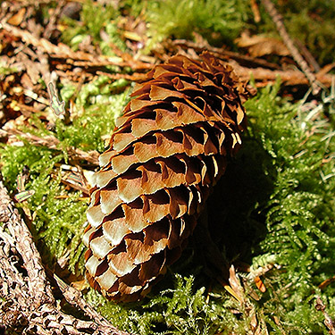 Sitka spruce cone Picea sitchensis, Green Bank Park, West Fork Hoquiam River, Grays Harbor County, Washington