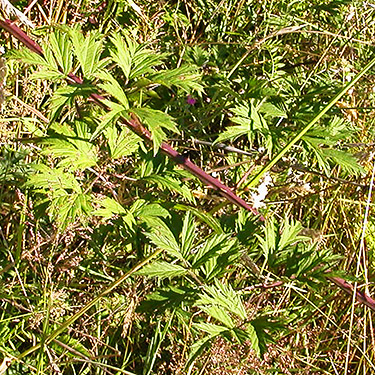 cutleaf blackberry Rubus laciniatus, Ocean Beach Road, Grays Harbor County, Washington