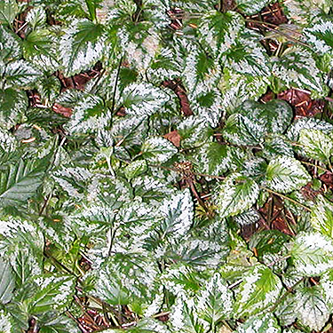 garden plant escaped into forest understory, Ocean Beach Road, Grays Harbor County, Washington