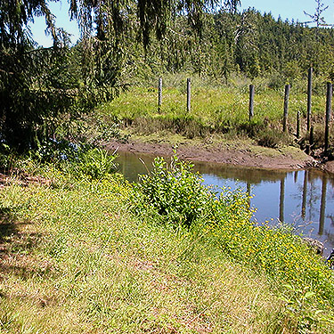 grassy field habitat, Green Bank Park, West Fork Hoquiam River, Grays Harbor County, Washington