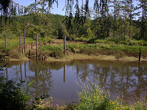 habitats across the river from Green Bank Park, West Fork Hoquiam River, Grays Harbor County, Washington