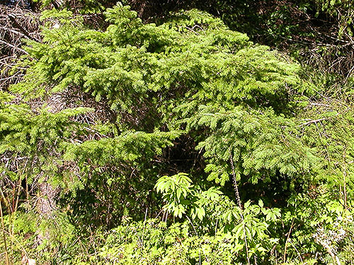 western hemlock foliage, Ocean Beach Road, Grays Harbor County, Washington