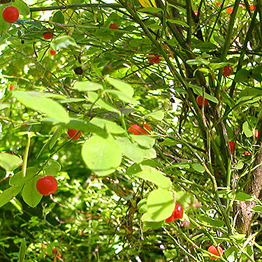 red huckleberries Vaccinium parvifolium, Green Bank Park, West Fork Hoquiam River, Grays Harbor County, Washington