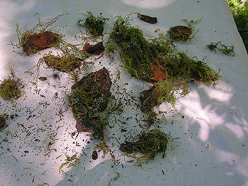 spruce bark & moss on sifting cloth, Green Bank Park, West Fork Hoquiam River, Grays Harbor County, Washington
