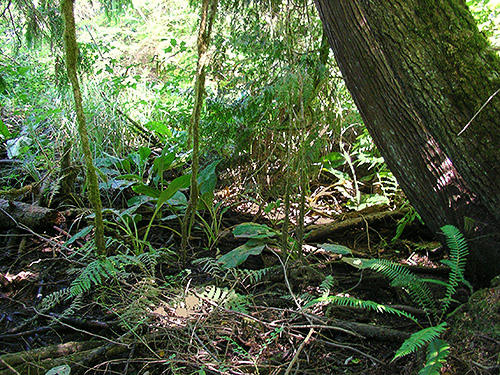 swampy habitat north pf Green Bank Park, West Fork Hoquiam River, Grays Harbor County, Washington