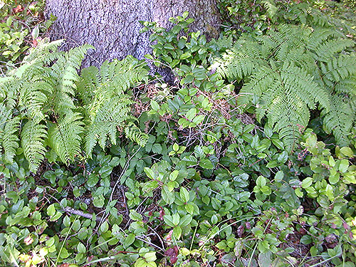 salal-dominated understory, Green Bank Park, West Fork Hoquiam River, Grays Harbor County, Washington