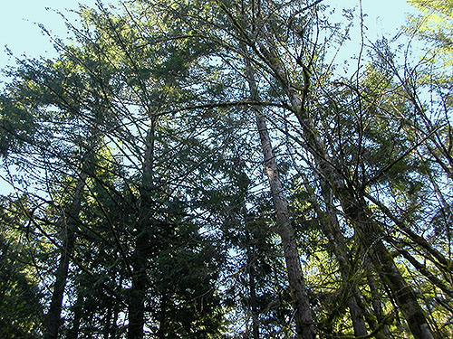 canopy of second growth western hemlock, bridge on Gold Creek Trail, Green Mountain, Kitsap County, Washington