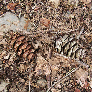 Douglas-fir cones, Gold Creek Trail, Green Mountain, Kitsap County, Washington
