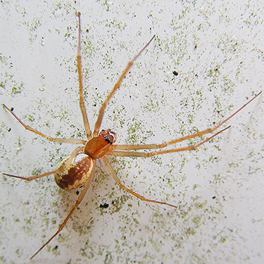 female linyphiid spider Microlinyphia digna on trail bridge, Gold Creek Trail, Green Mountain, Kitsap County, Washington