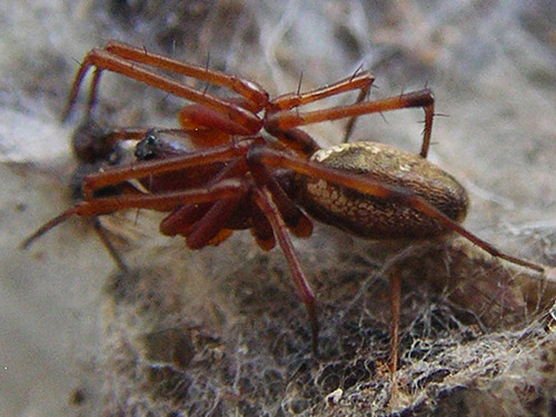 male linyphiid spider Neriene digna on trail bridge, Gold Creek Trail, Green Mountain, Kitsap County, Washington