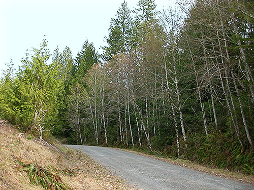 edge of clearcut, Tin Mine Creek area, Green Mountain State Forest, Kitsap County, Washington