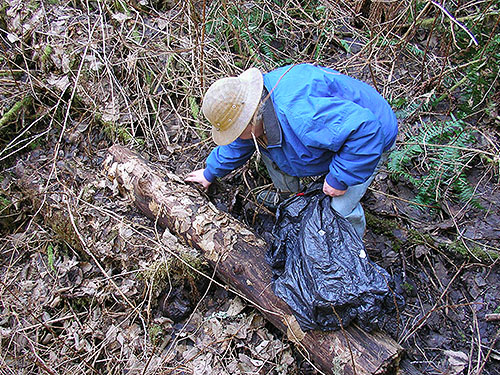 Rod Crawford gathering alder leaf litter to sift by trail bridge, Gold Creek Trail, Green Mountain, Kitsap County, Washington
