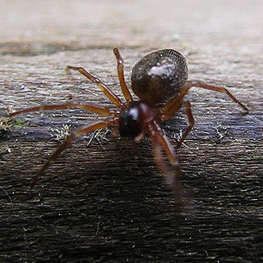 linyphiid spider Halorates ksenius from trail bridge, Gold Creek Trail, Green Mountain, Kitsap County, Washington