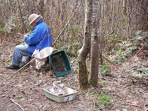 Rod Crawford writing spider labels, Gold Creek Trail, Green Mountain, Kitsap County, Washington