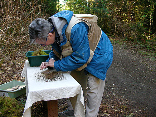 Laurel Ramseyer sifting moss at trail bridge, Gold Creek Trail, Green Mountain, Kitsap County, Washington