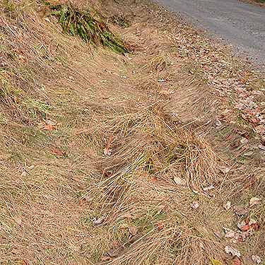 matted grass along roadside, Tin Mine Creek area, Green Mountain State Forest, Kitsap County, Washington