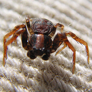 male crab spider Ozyptila pacifica from Douglas-fir cones, Gold Creek Trail, Green Mountain, Kitsap County, Washington