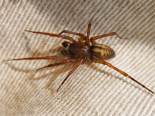 male amaurobiid spider Callobius pictus on trail bridge, Gold Creek Trail, Green Mountain, Kitsap County, Washington