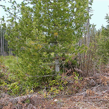 young white pine Pinus monticola, Tin Mine Creek area, Green Mountain State Forest, Kitsap County, Washington