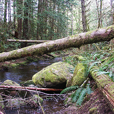 Gold Creek in ravine under bridge, Gold Creek Trail, Green Mountain, Kitsap County, Washington