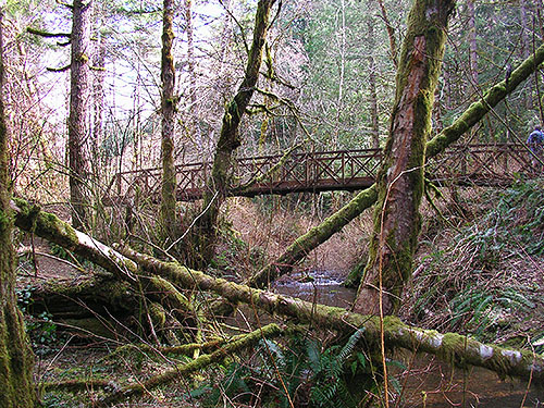 trail bridge from ravine bottom, Gold Creek Trail, Green Mountain, Kitsap County, Washington