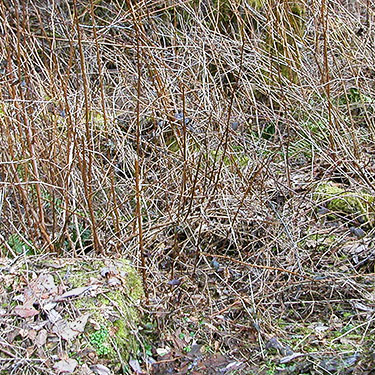 salmonberry (early spring) at Tin Mine Creek, Green Mountain State Forest, Kitsap County, Washington
