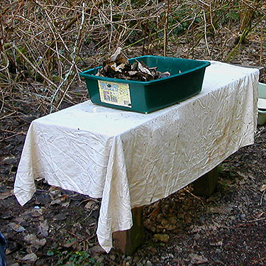 sifting alder litter on trailside bench, traill bridge, Gold Creek Trail, Green Mountain, Kitsap County, Washington