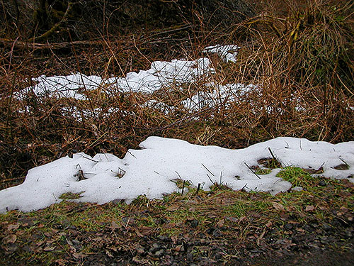 remnant of February snow, Tin Mine Creek, Green Mountain State Forest, Kitsap County, Washington