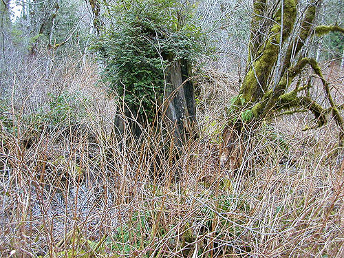 salmonberry swamp by Tin Mine Creek, Green Mountain State Forest, Kitsap County, Washington