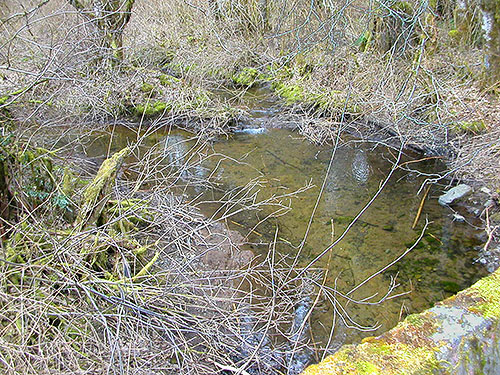 Tin Mine Creek, Green Mountain State Forest, Kitsap County, Washington