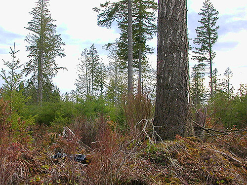 witness tree in clearcut, Tin Mine Creek area, Green Mountain State Forest, Kitsap County, Washington